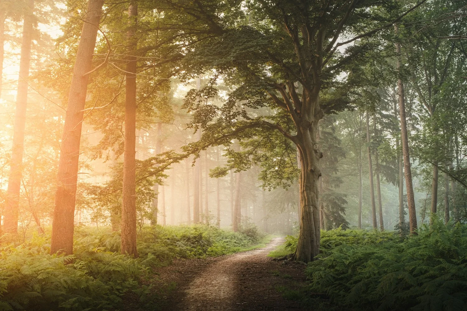 Morning light on a quiet woodland path